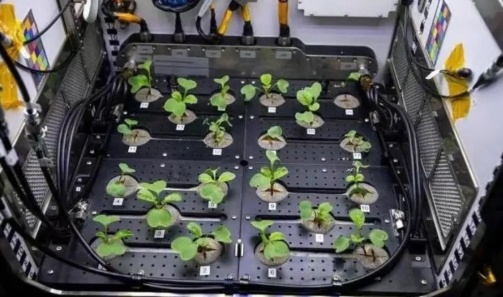 NASA收获人类史上第一批“太空萝卜”！太空蔬菜真的能吃吗？