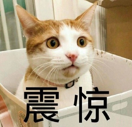 猫咪表情包合集｜你看我像猪吗