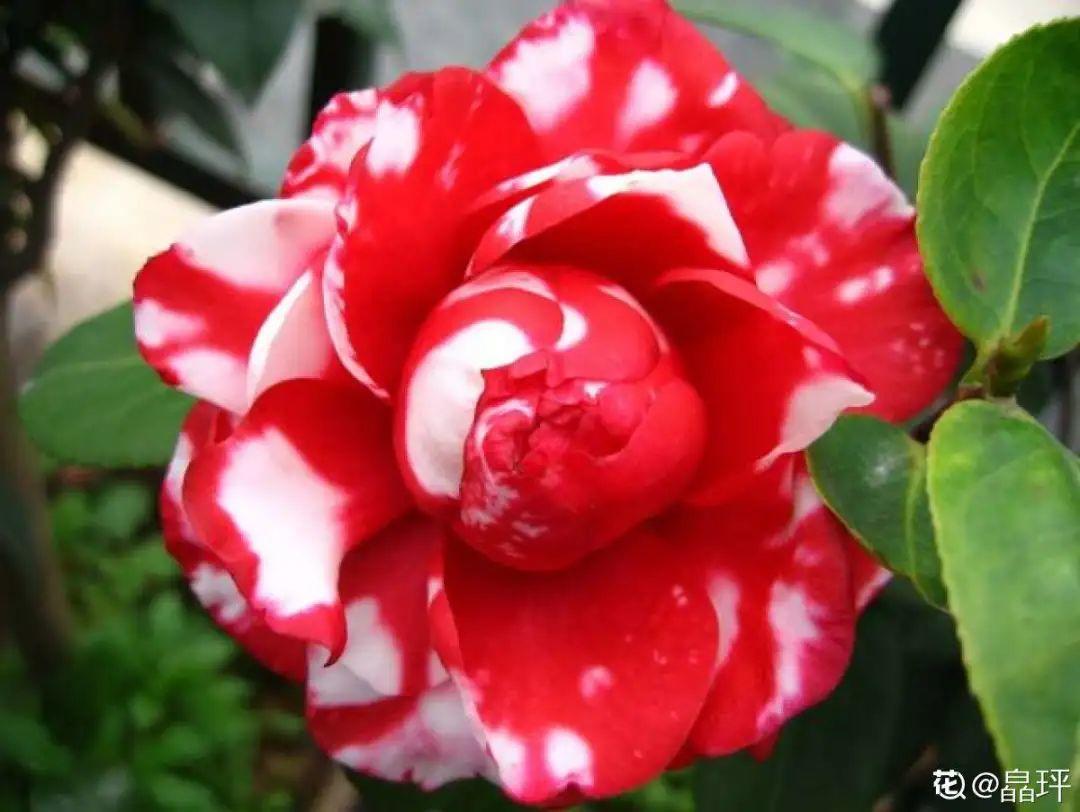 茶花的温度怎么养正确方法科普