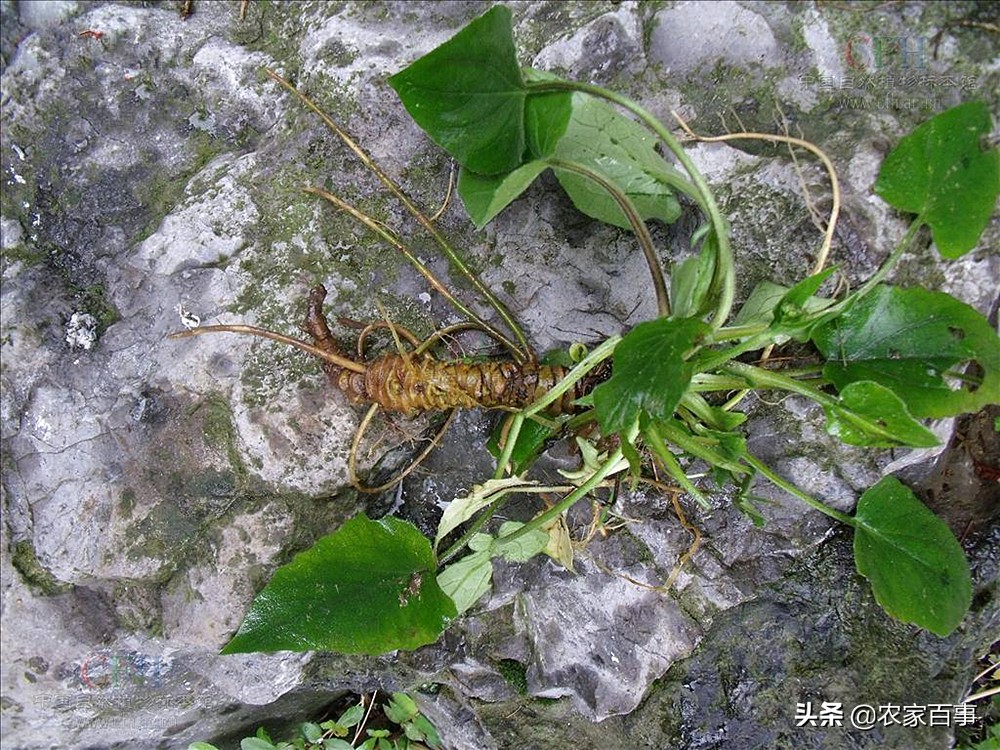 山上挖来一种植物叫"蜘蛛香",走近一闻,气味奇臭,30元一斤