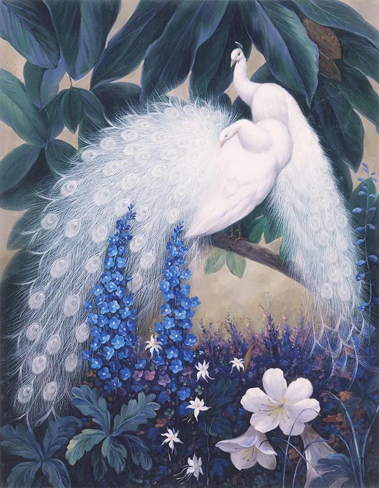 孔雀东南飞！高贵、冷艳的白孔雀