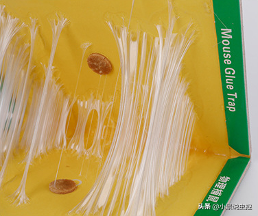 小景告诉你：粘鼠板粘不到老鼠的原因