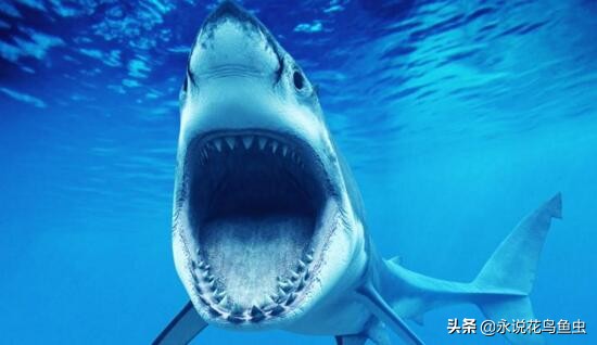 白鳍鲨能长多大(世界上10个最危险​的鲨鱼)