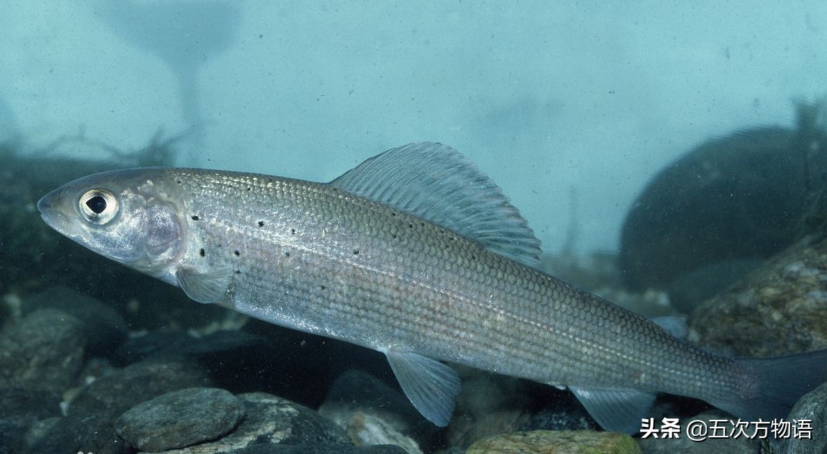 五罗:哲罗,法罗,雅罗,胡罗,铜罗