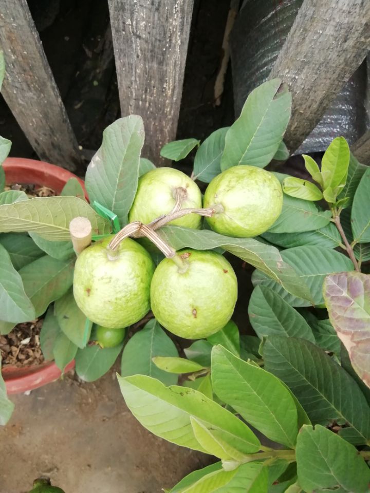 全身是宝的番石榴（芭乐）