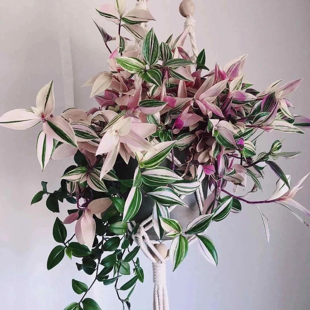 油画吊兰养殖方法(春天养油画婚礼吊兰注意这5点)