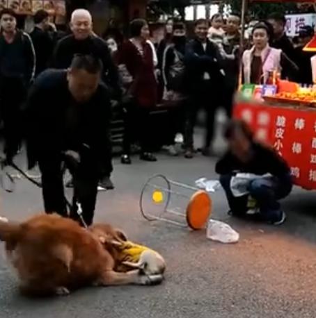 遛狗不牵绳！湖南一小狗惨被金毛撕咬，小狗为什么喜欢挑衅大狗？