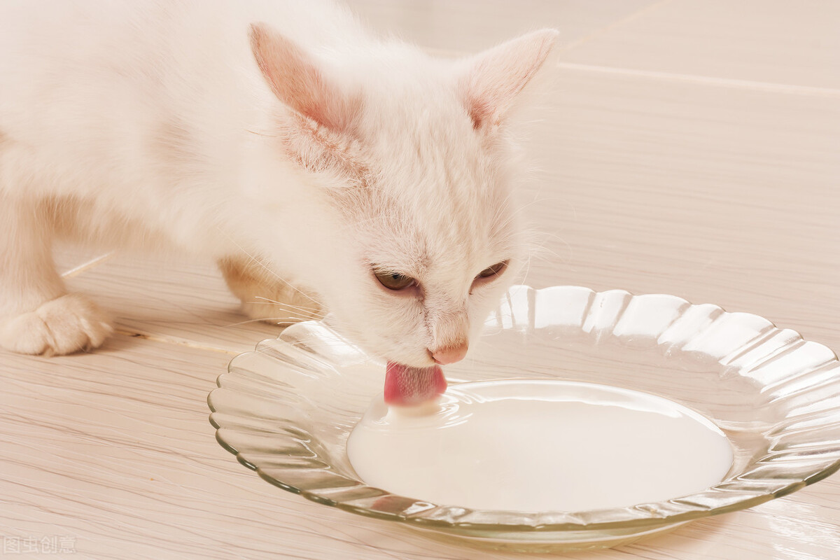 猫吃什么食物除了猫粮(猫咪吃这些食物 百百科