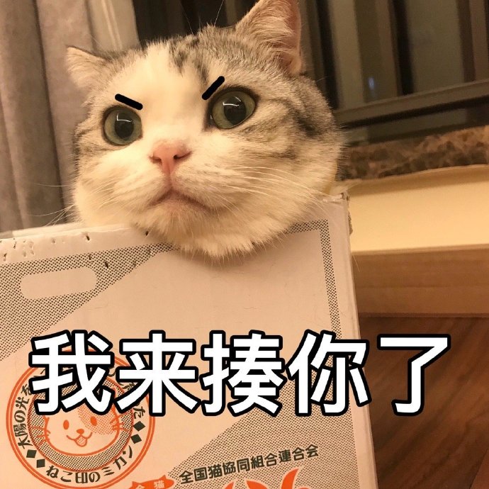 猫咪表情包合集｜大老虎嗷呜嗷呜