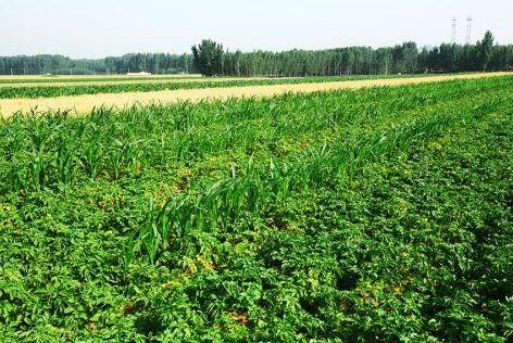 农业合作社自产自销产品会计核算与免缴增值税