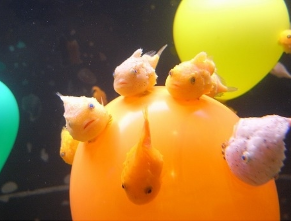 去哪旅游可以看到超萌观赏鱼:太平洋真圆鳍鱼