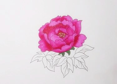 花卉简笔画教程：教你画一朵雍容华贵的牡丹花