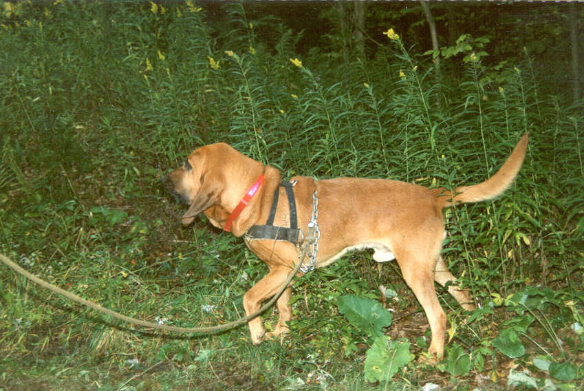 世界上最好的追踪犬——寻血猎犬