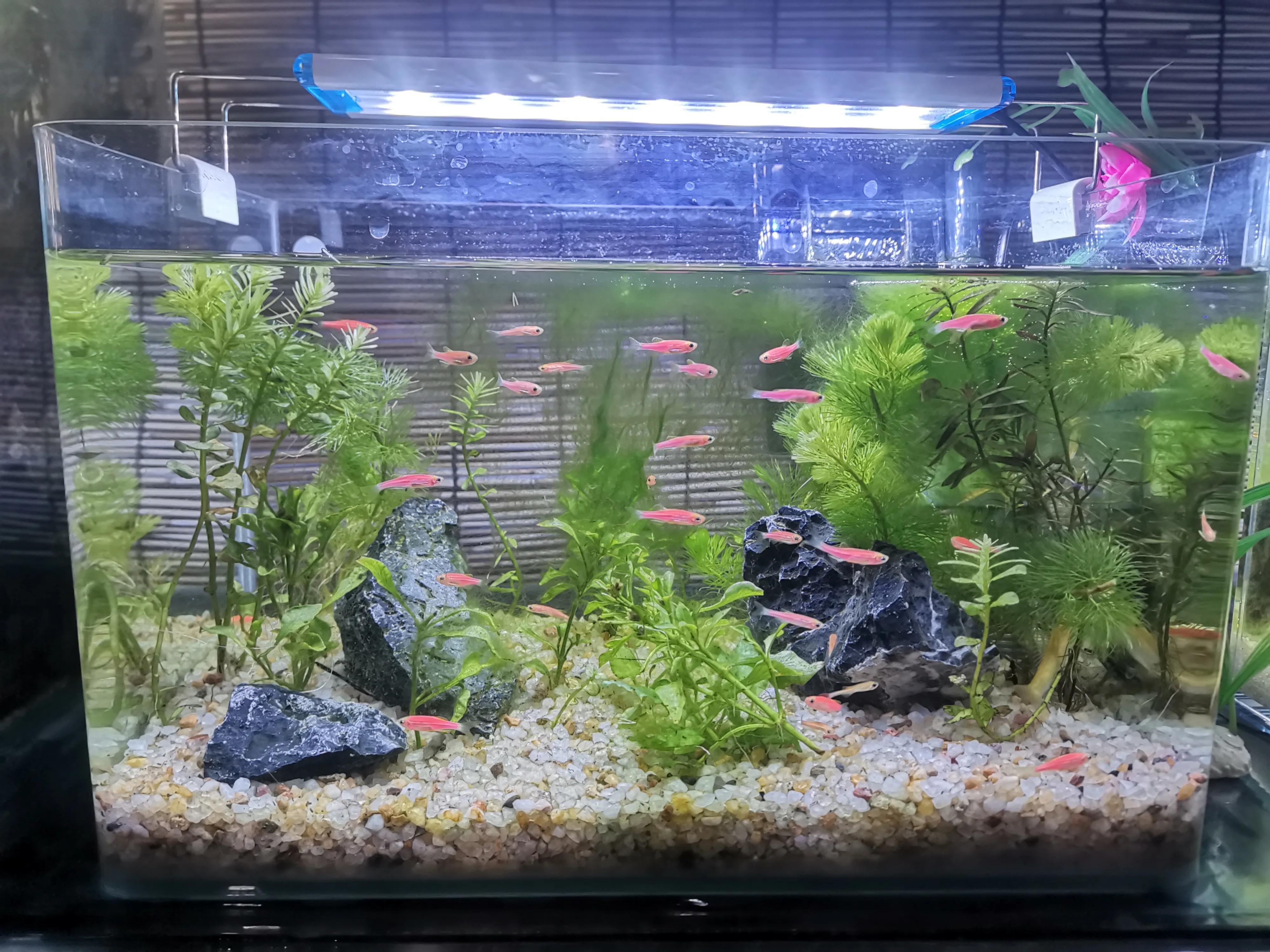 新手養魚如何養水