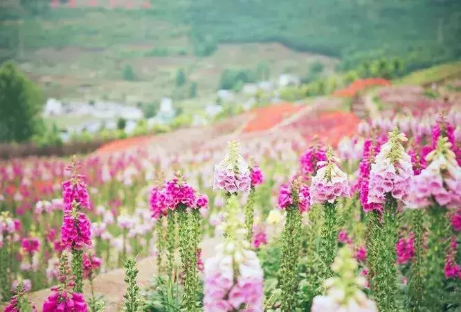 还有9天，贵州人集体放假！85个度假胜地马上安排！