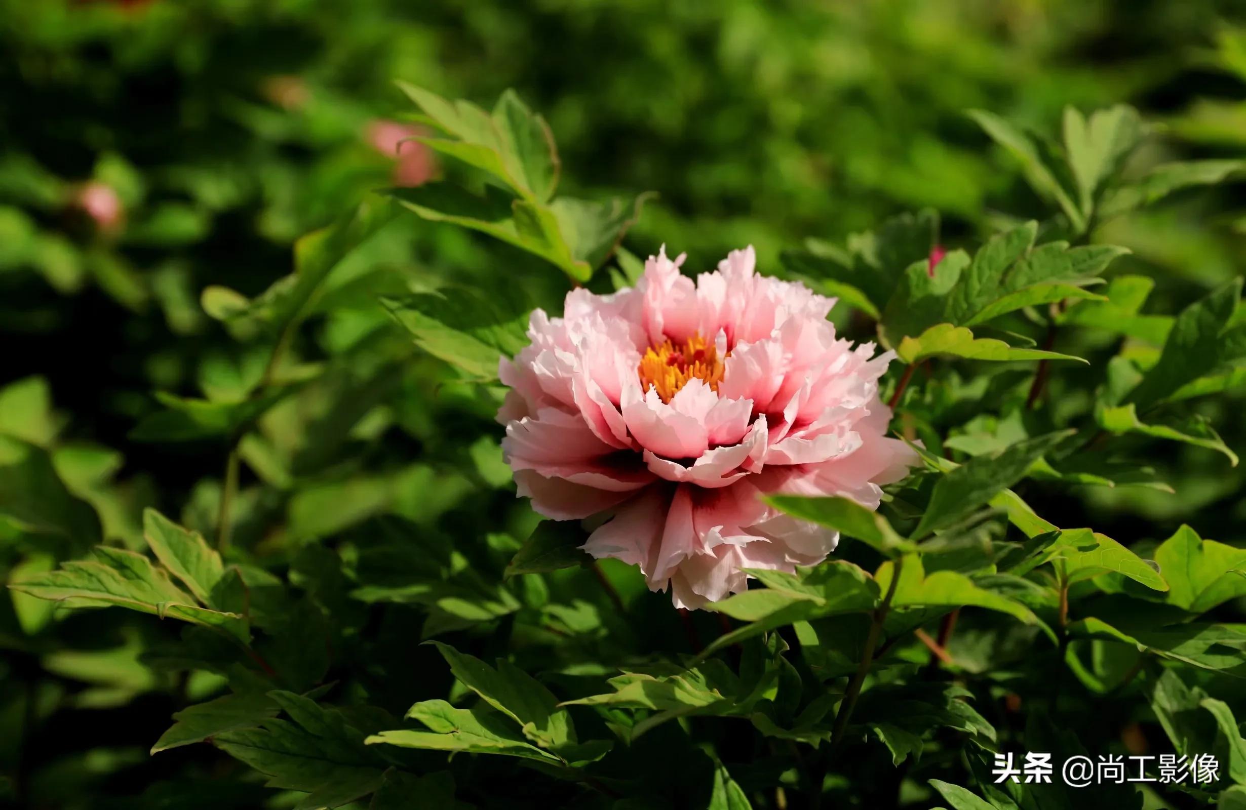 惟有牡丹真国色，花开时节惹人醉