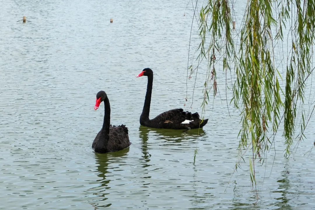 金职喊你免费吃鱼啦