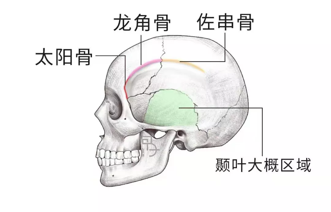 如何用脑科学的方式打开传统骨相学？