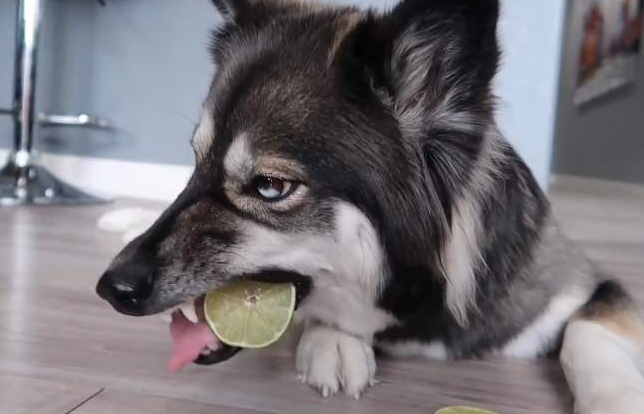 狗能吃香瓜吗（养狗须知那些狗狗的水果清单）
