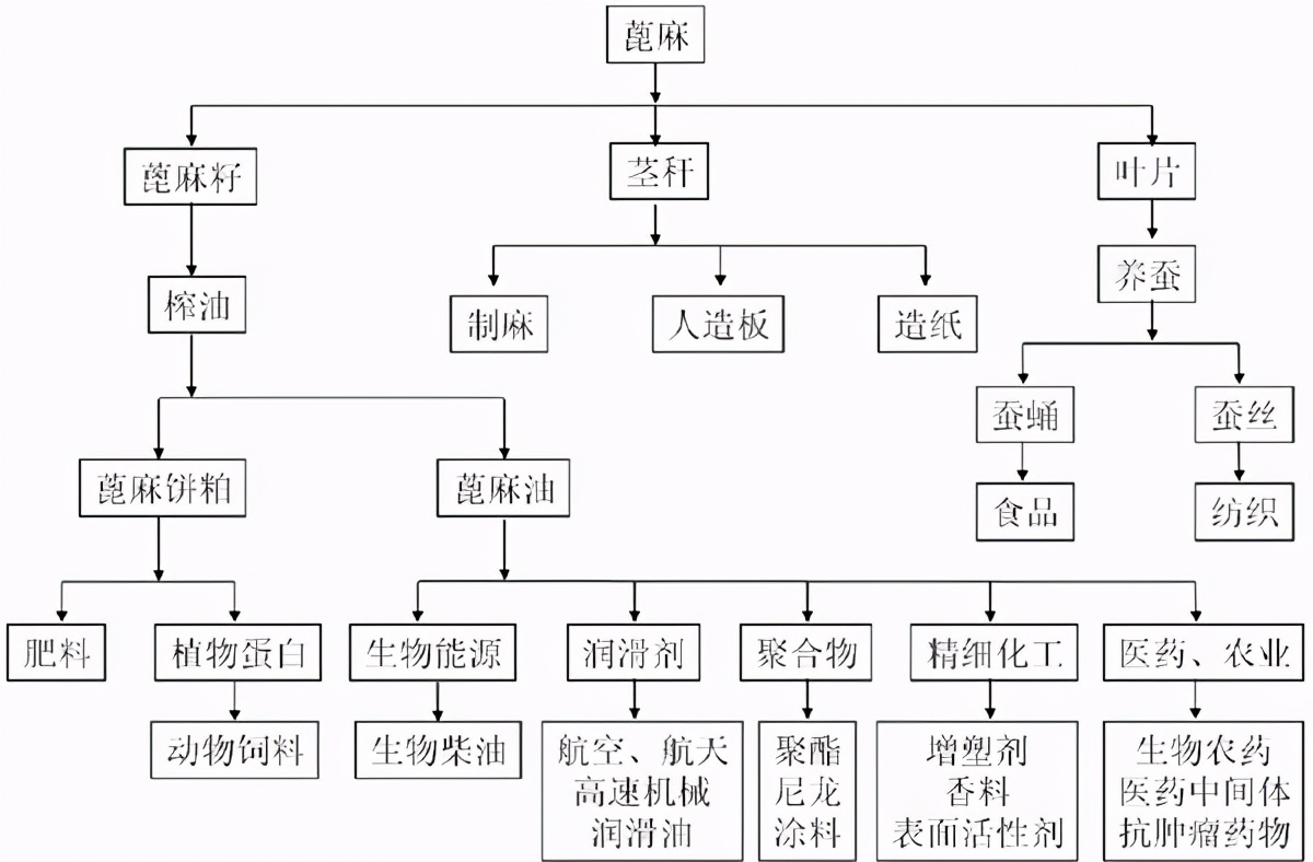 蓖麻毒性极强常用于暗杀，我国遍地种植，却被美国列为战略物资？