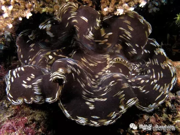 流光溢彩的海洋生物-大砗磲