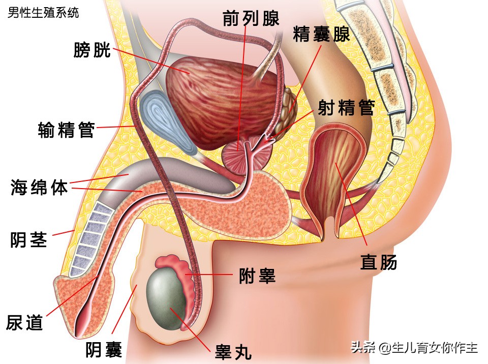 男性的生殖器官实图