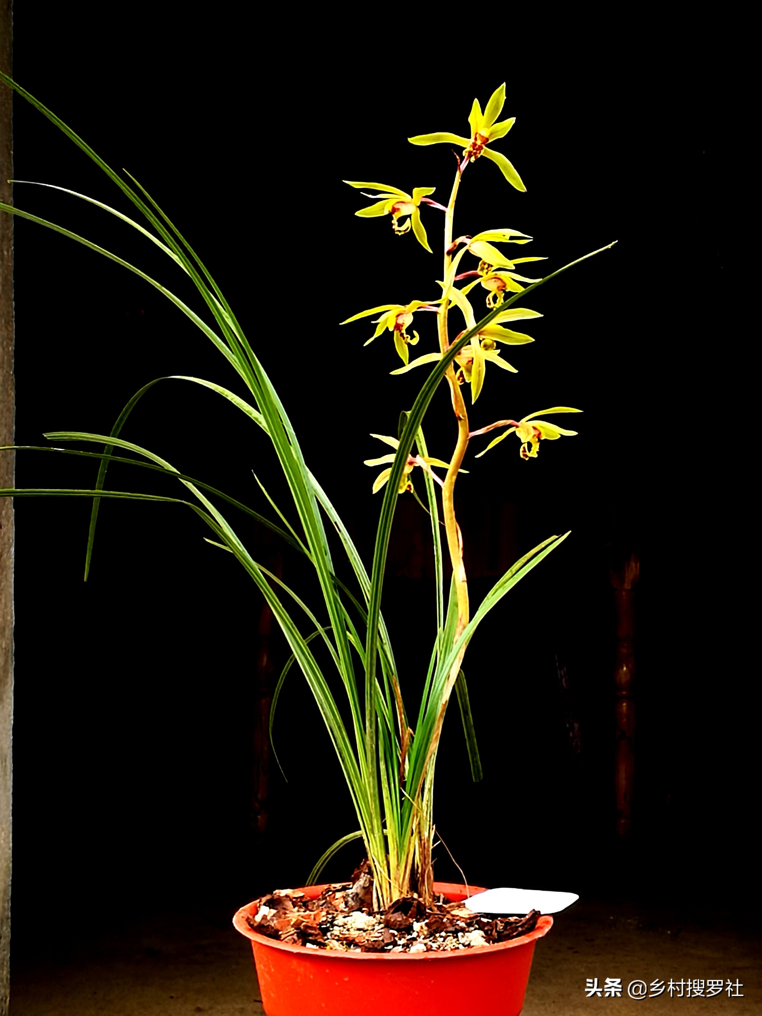 野生惠兰花图片大全(两个字概括蕙兰年年开花的技巧)