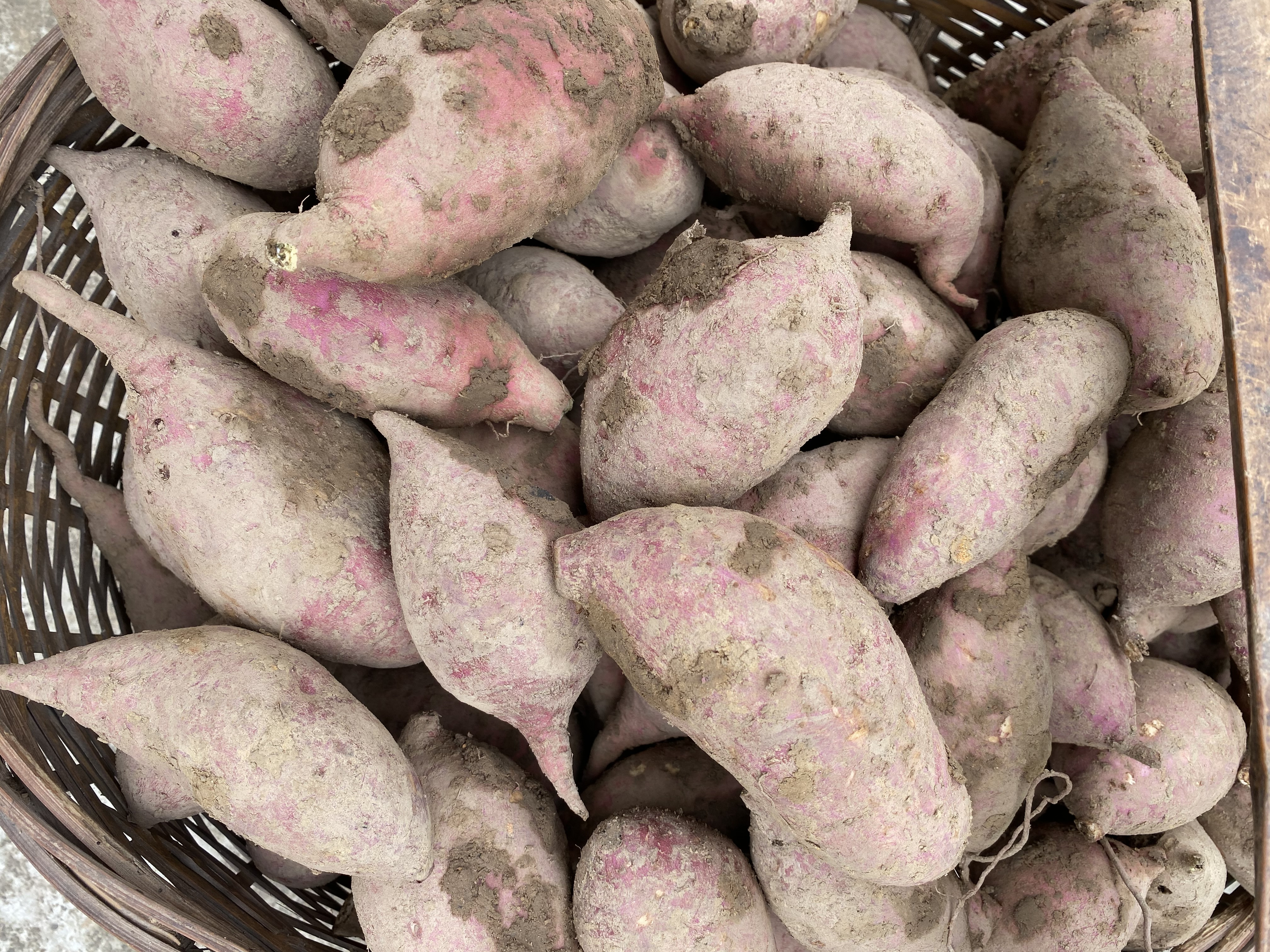 红薯的季节到了，教你长时间的保存方法，不发芽不变质，越放越甜