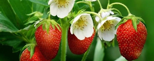 草莓苗种植方法：从选苗到结果的详细步骤