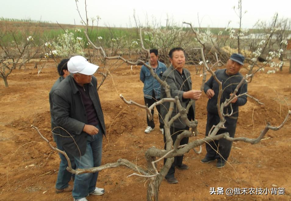 果树如何正确冬剪?早剪和晚剪、落叶前剪和落叶后剪有什么不同?