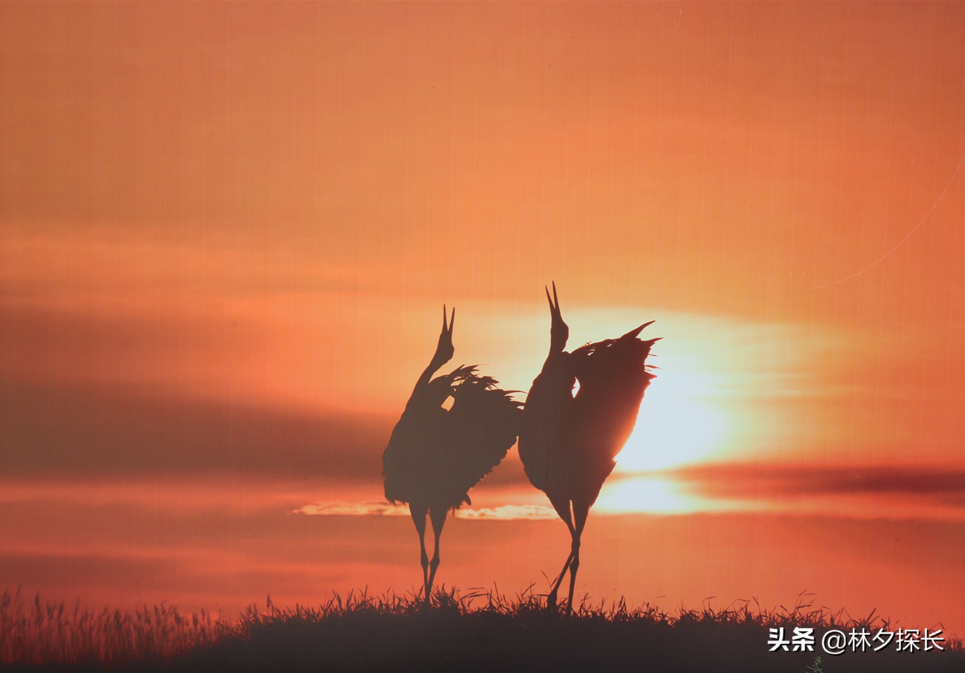 我与“仙鹤”有个约会