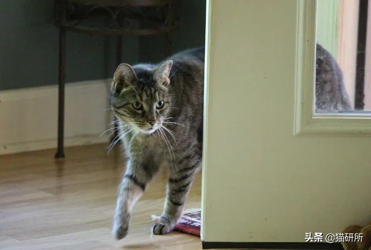 猫咪为啥沉迷吸鞋？这样会传染脚气吗？