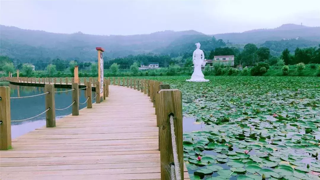 盈盈芙蕖水中开，菡萏尽放，千娇百媚~与君共赏这一池荷香