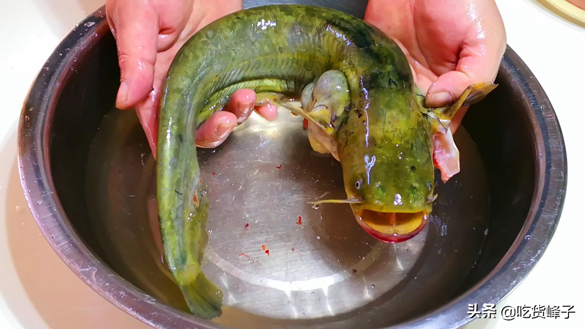 鯰魚怎麼做好吃又不腥(紅燒鯰魚做法步驟)- 解憂常識網