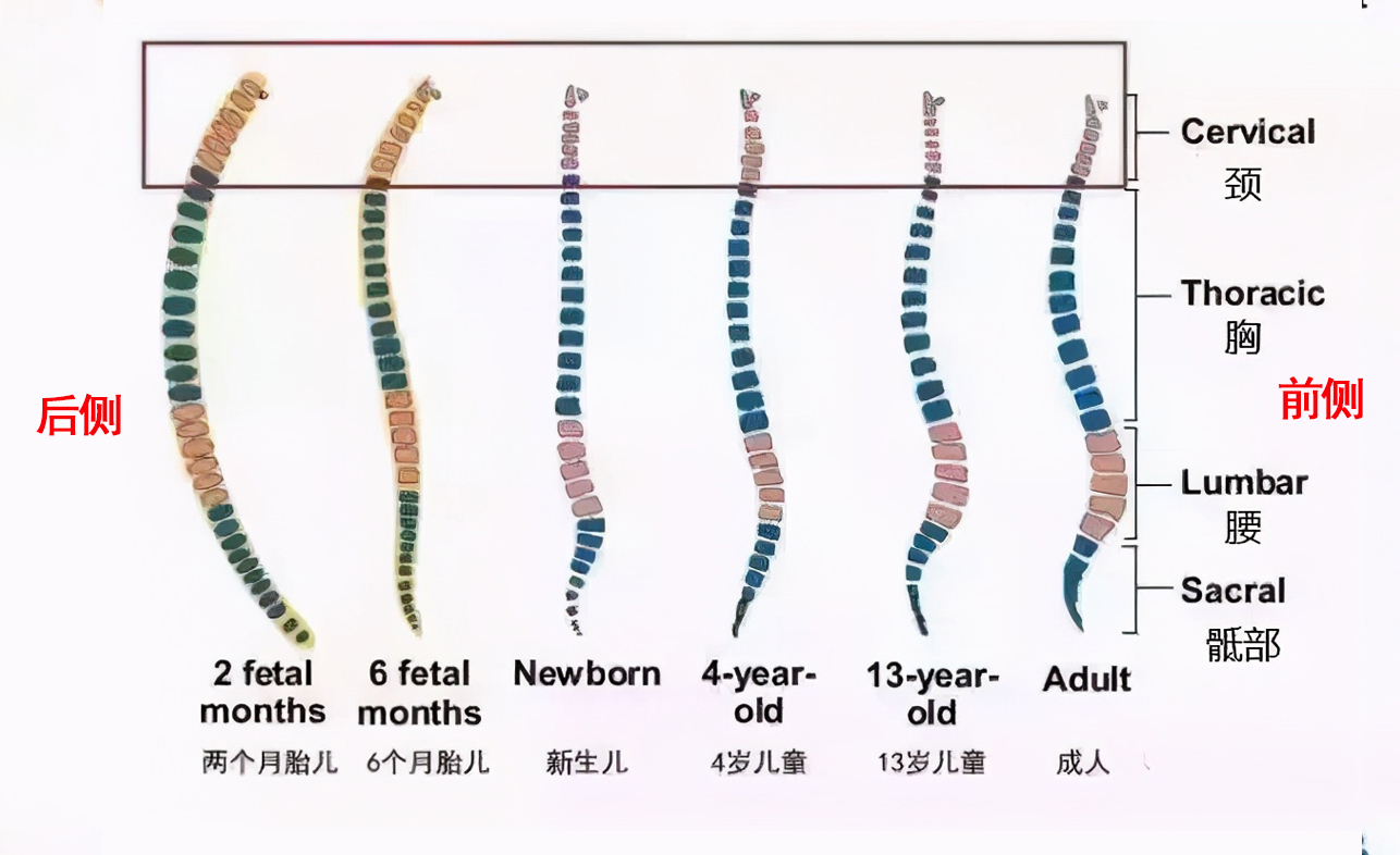 婴幼儿为什么不能过早使用枕头？一张图，带你了解娃的脊椎变化