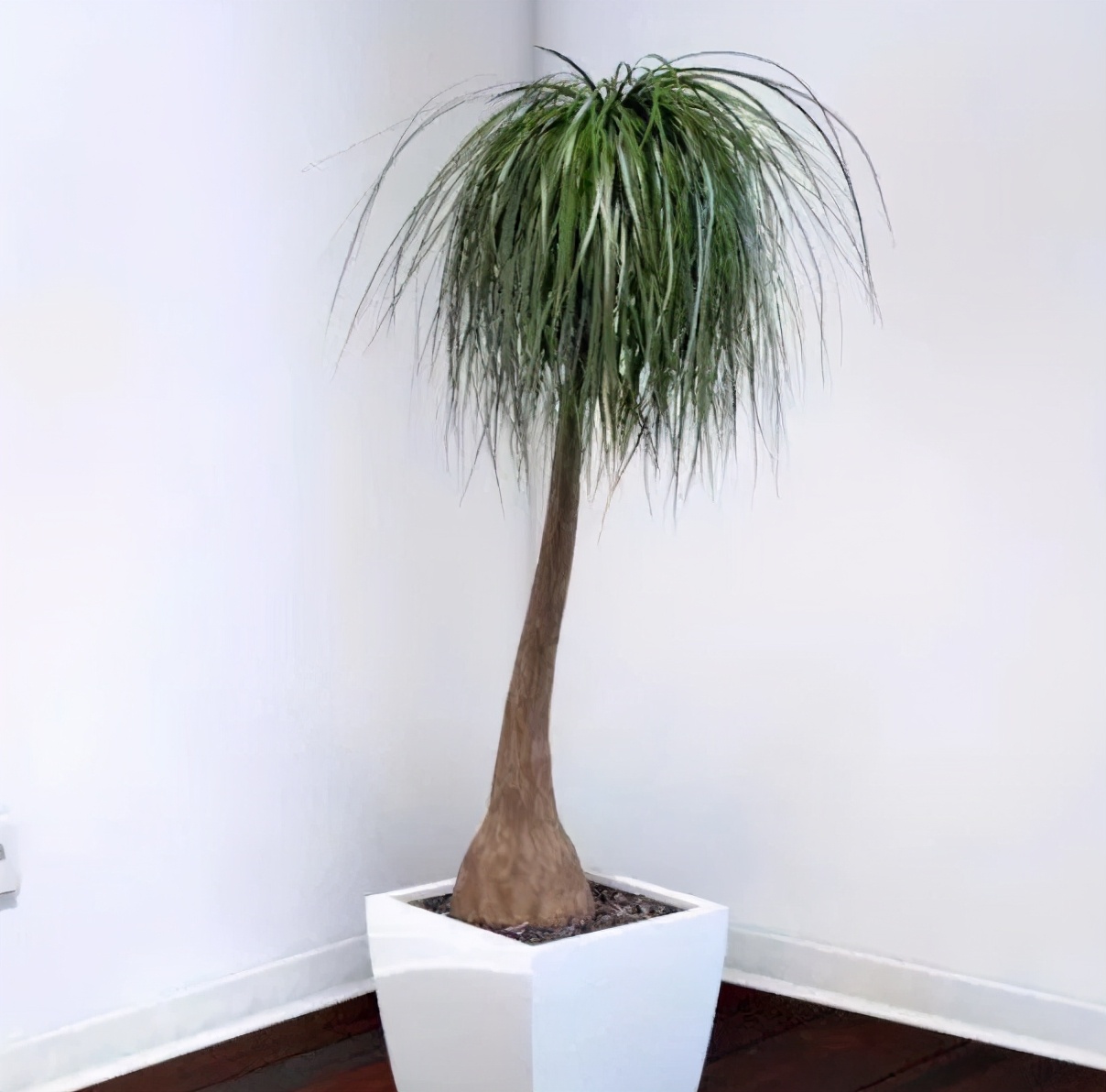5种超耐旱的花卉植物,1个月不浇水也没事