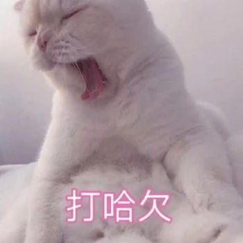 性感猫咪，在线陪聊