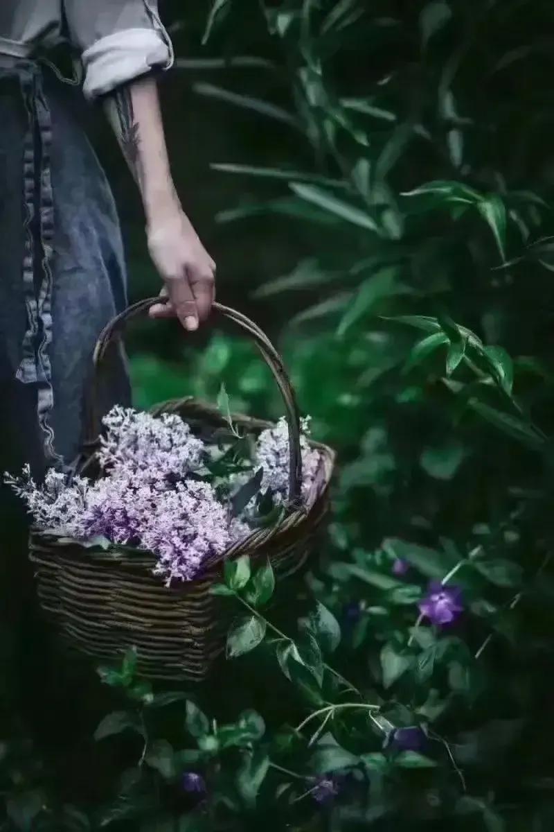 叶氏独属草木人间意境画，清幽雅致尽显风华