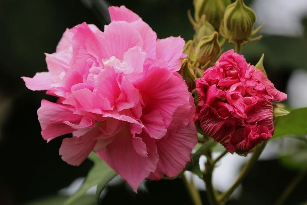 花开诗话：芙蓉花