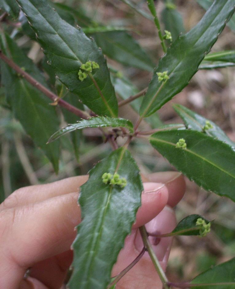 奇特植物“叶上珠”,开花和结果都在树叶上完成,我国有全部种类