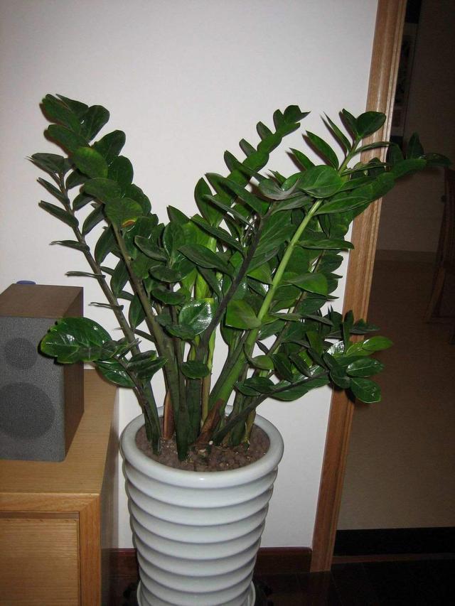 朋友搬家送什么植物寓意好（乔迁送什么绿植寓意好）