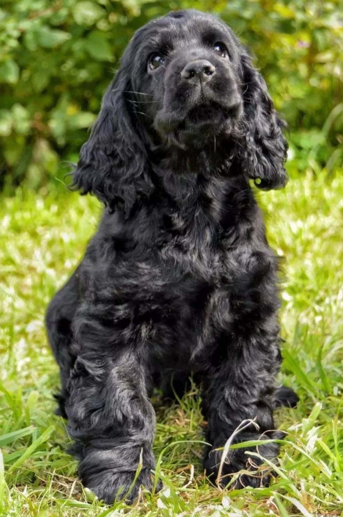 英国可卡犬训练详细教程分享,马上拥有一只听话的猎犬