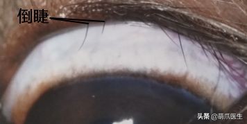 猫咪眼部分泌物不容忽视！预防眼部疾病，清洁和健康饮食很重要