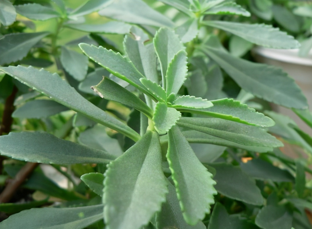 田七花叶颗粒的功效与作用(曾被当野菜吃) - 行就行