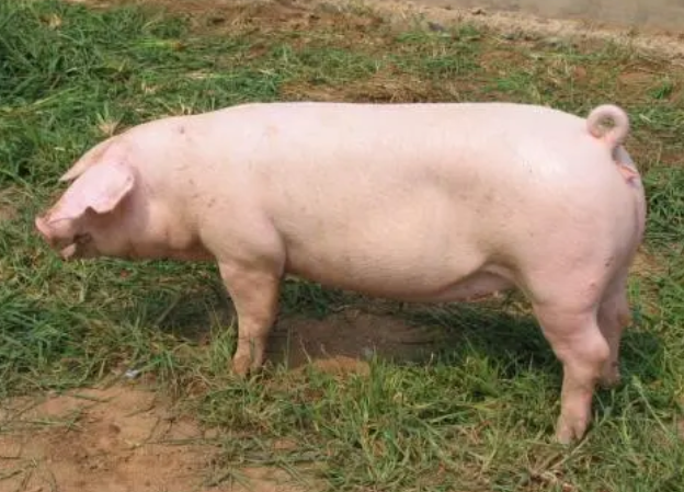 母猪不发情怎么办？母猪不发情用什么药物？原因和治疗方案在这里