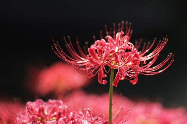 卡萨布兰卡花的价格十二星座代表的死亡之花