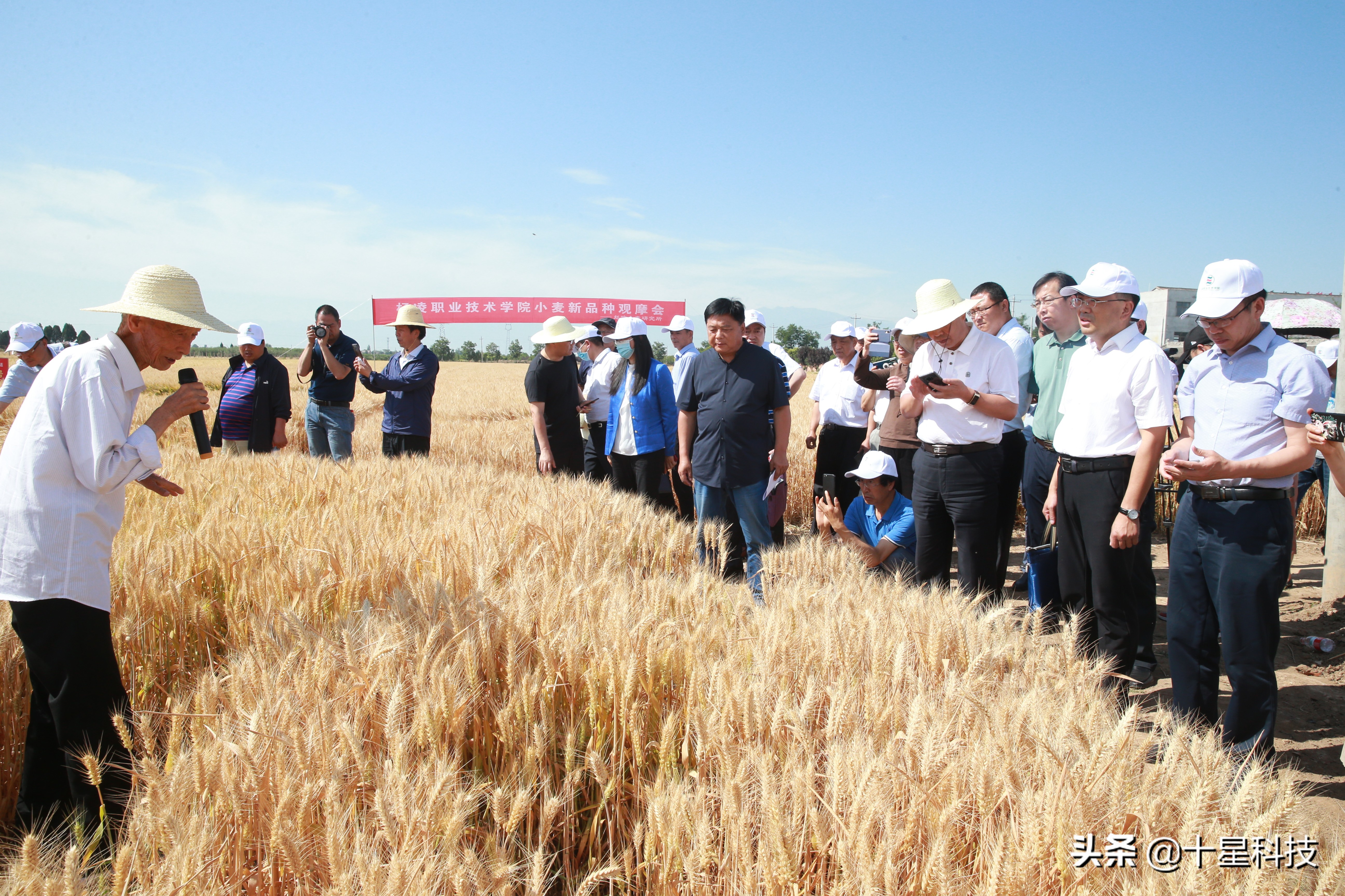 河南省选大穗小麦品种：不选河北的，要选陕西的，为什么呢？