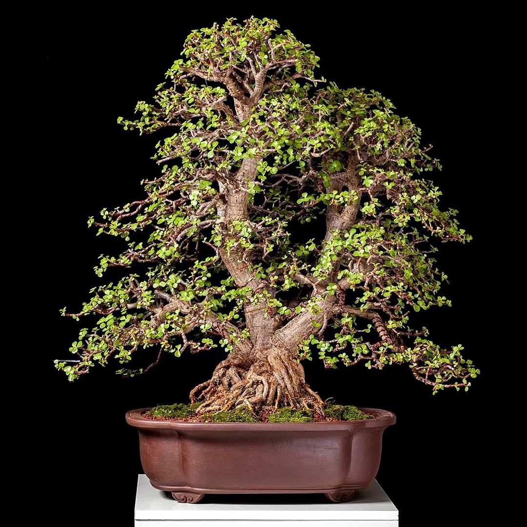 金枝玉叶图片怎么养需要注意什么专业回答