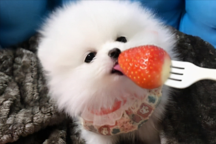 博美犬可以吃哪些水果？对身体有什么好处？
