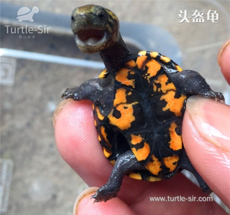 乌龟的肢体语言-龟谷鳖老来讲述